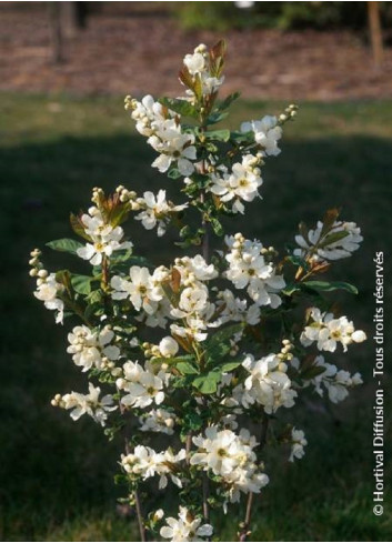 EXOCHORDA serratifolia SNOW WHITE (Arbuste aux perles à feuilles dentées)