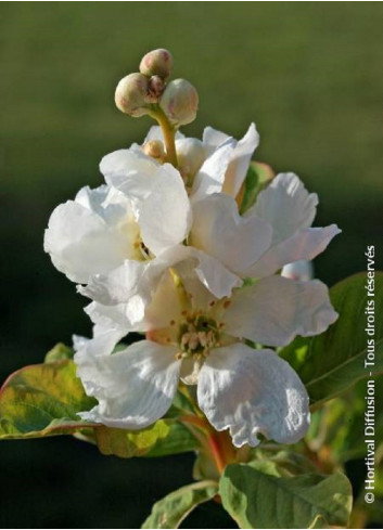 EXOCHORDA serratifolia SNOW WHITE (Arbuste aux perles à feuilles dentées)