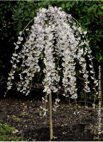 PRUNUS SNOW FOUNTAINS (Cerisier à fleurs du Japon)2