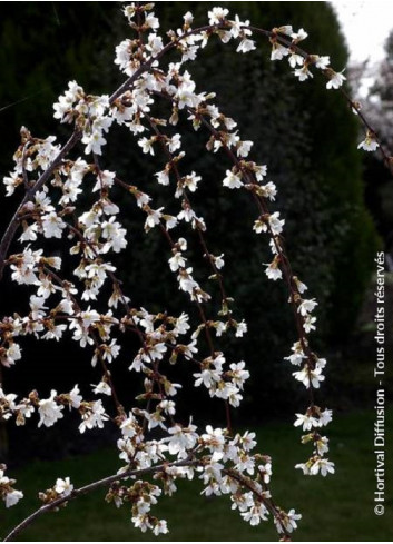 PRUNUS SNOW FOUNTAINS (Cerisier à fleurs du Japon)