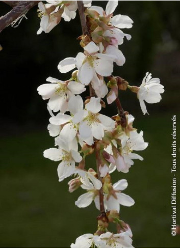 PRUNUS SNOW FOUNTAINS (Cerisier à fleurs du Japon)1