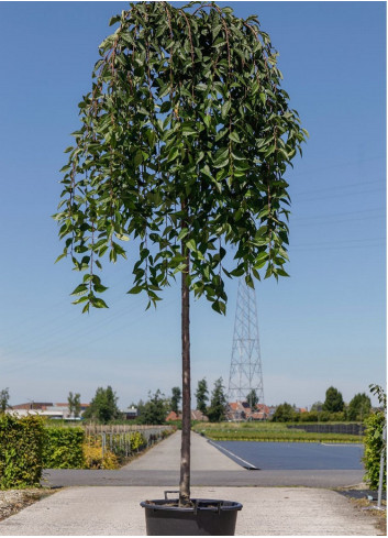 PRUNUS SNOW FOUNTAINS En pot de 35-50 litres forme tige hauteur du tronc 180-200 cm circonférence du tronc 10-12 cm