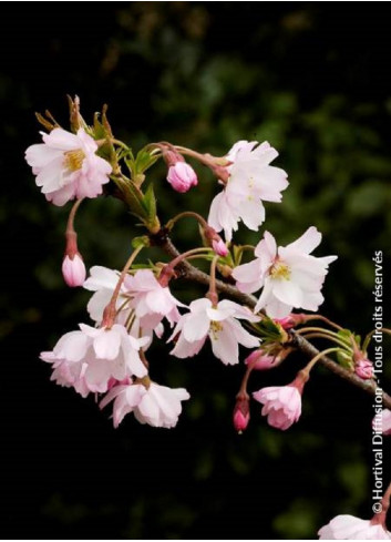 PRUNUS subhirtella AUTUMNALIS ROSEA (Cerisier du Japon)