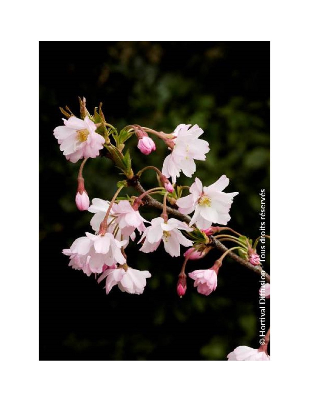 PRUNUS subhirtella AUTUMNALIS ROSEA (Cerisier du Japon)