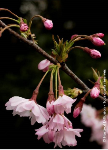 PRUNUS subhirtella AUTUMNALIS ROSEA (Cerisier du Japon)1