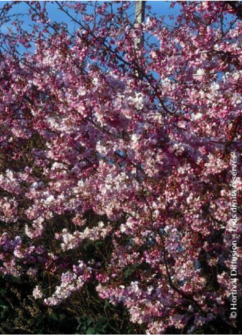 PRUNUS subhirtella AUTUMNALIS ROSEA (Cerisier du Japon)2