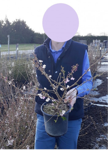 PRUNUS subhirtella AUTUMNALIS ROSEA (Cerisier du Japon) En pot de 4-5 litres forme buisson