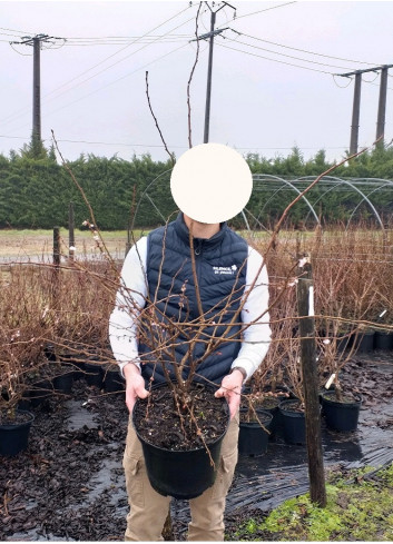 PRUNUS subhirtella AUTUMNALIS ROSEA (Cerisier du Japon) En pot de 10-12 litres forme buisson extra