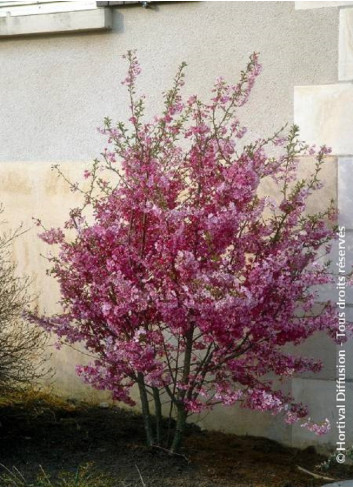 PRUNUS subhirtella FUKUBANA (Cerisier du Japon)