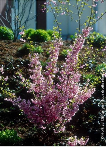 PRUNUS subhirtella FUKUBANA (Cerisier du Japon)1