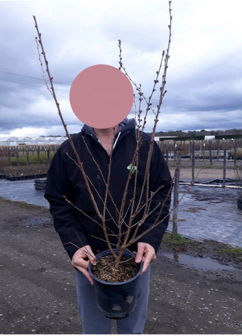 PRUNUS subhirtella FUKUBANA (Cerisier du Japon) En pot de 4-5 litres forme buisson