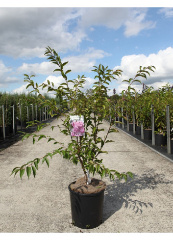 PRUNUS subhirtella FUKUBANA (Cerisier du Japon) En pot de 10-12 litres forme buisson