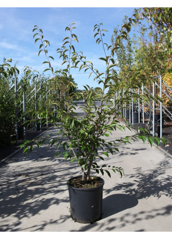 PRUNUS subhirtella FUKUBANA  (Cerisier d'hiver du Japon Fukubana) En pot de 15-20 litres forme buisson