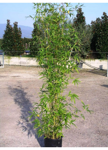 Topiaire (plante taillée) - PHYLLOSTACHYS AUREA (Bambou doré)