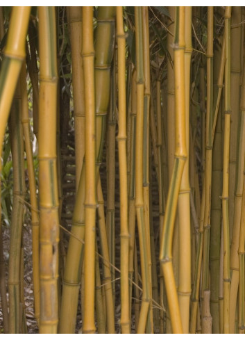 Topiaire (plante taillée) - PHYLLOSTACHYS aureosulcata SPECTABILIS (Bambou jaune strié vert)