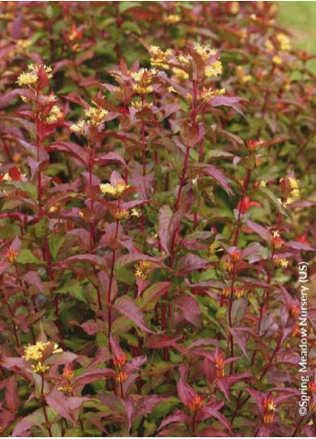 DIERVILLA splendens KODIAK RED