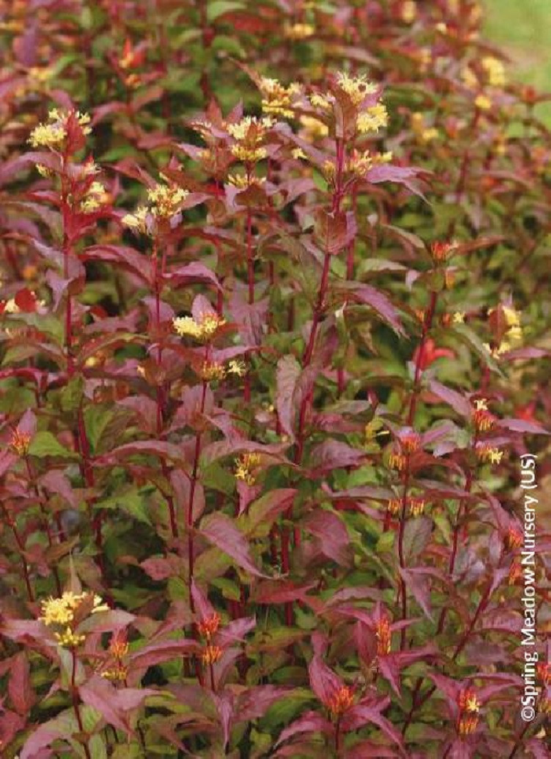 DIERVILLA splendens KODIAK RED