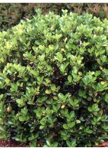 Topiaire (Plante taillée) - EUONYMUS japonicus (Fusain du Japon)