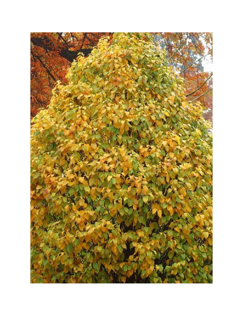 CARPINUS betulus MONUMENTALIS (Charme fastigié)