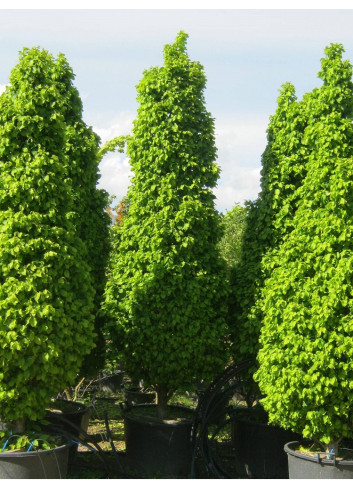 CARPINUS betulus MONUMENTALIS (Charme fastigié Monumentalis)