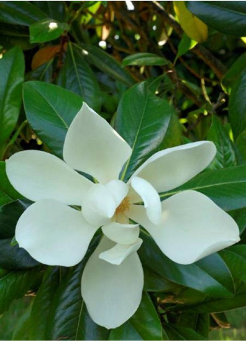 MAGNOLIA grandiflora GALISSONIENSIS (Magnolia à grandes fleurs)