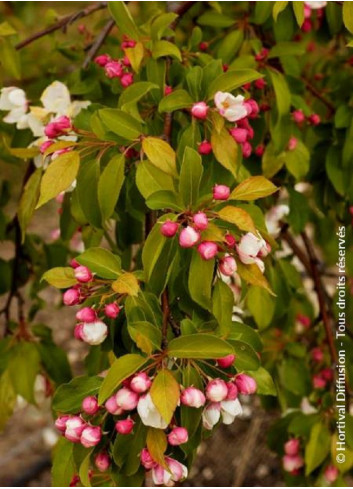 MALUS CHEAL'S WEEPING (Pommier d'ornement)2