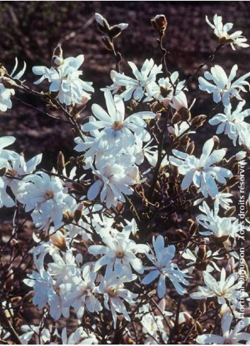 MAGNOLIA stellata WATERLILY (Magnolier)2