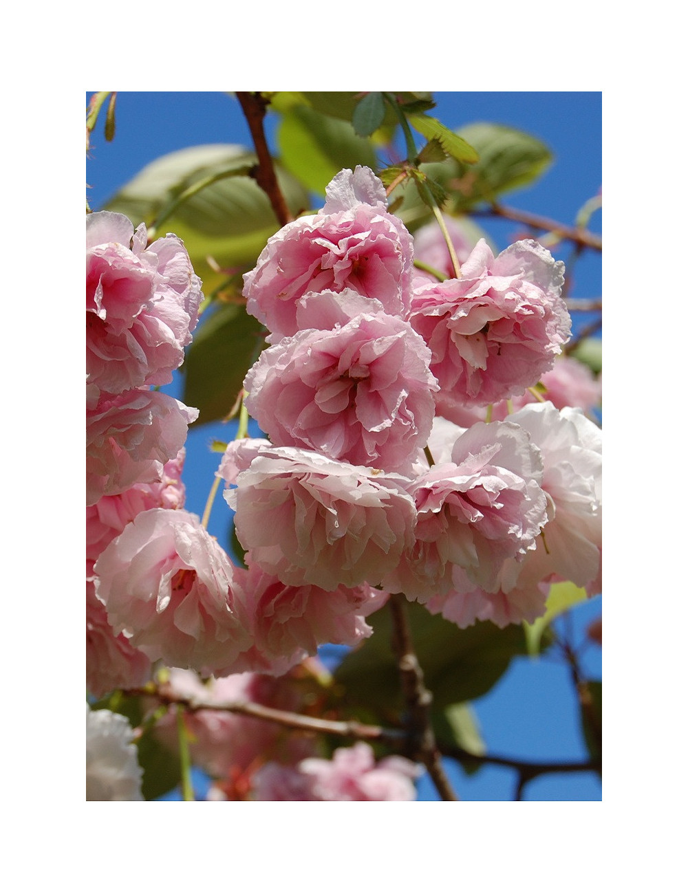 PRUNUS serrulata SHIROFUGEN (Cerisier des collines Shirofugen)