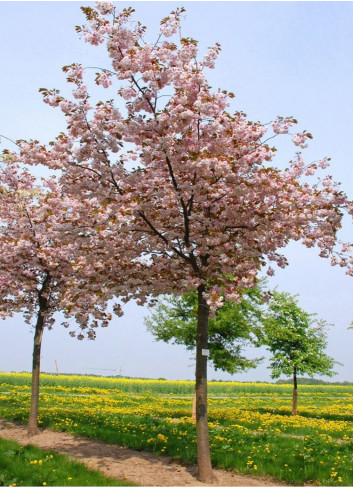 PRUNUS serrulata SHIROFUGEN (Cerisier des collines Shirofugen)2