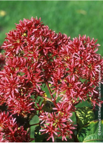 HEPTACODIUM miconioides (Arbre aux sept fleurs)