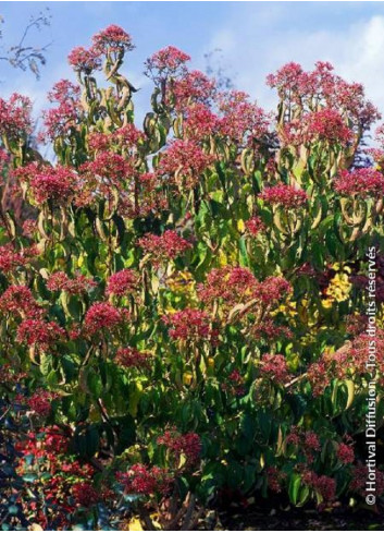 HEPTACODIUM miconioides (Arbre aux sept fleurs)2