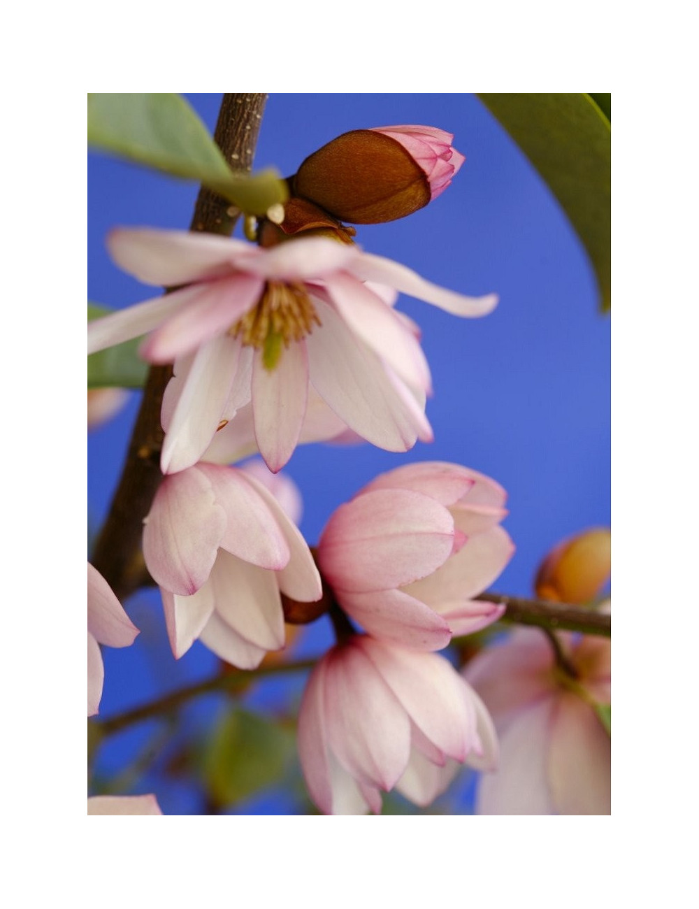 MICHELIA MAGNOLIA FAIRY BLUSH ® (Michelia, magnolia)
