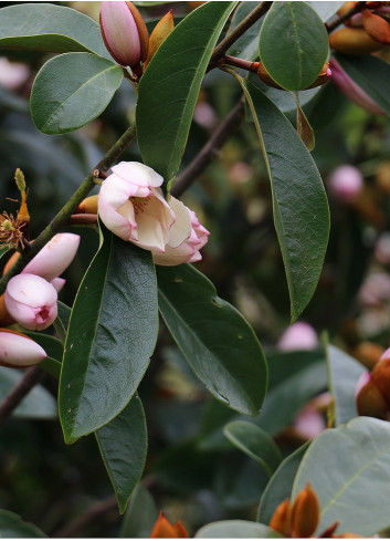 MICHELIA MAGNOLIA FAIRY BLUSH ® (Michelia, magnolia)2