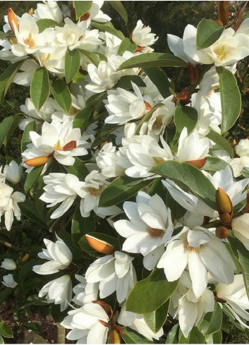 MICHELIA MAGNOLIA FAIRY WHITE ® (Michelia, magnolia)