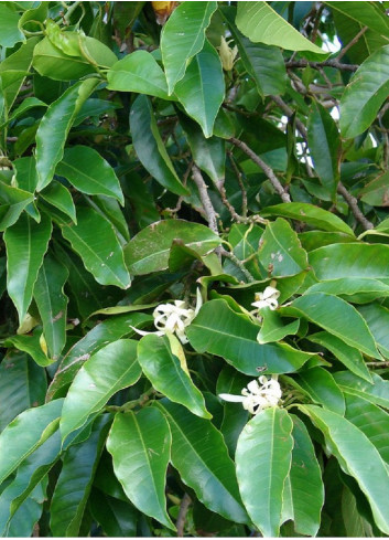 MICHELIA MAGNOLIA FAIRY BLUSH ® (Michelia, magnolia)1