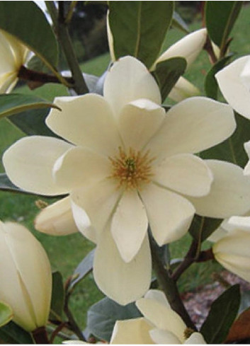 MICHELIA MAGNOLIA FAIRY CREAM ® (Michelia, magnolia)