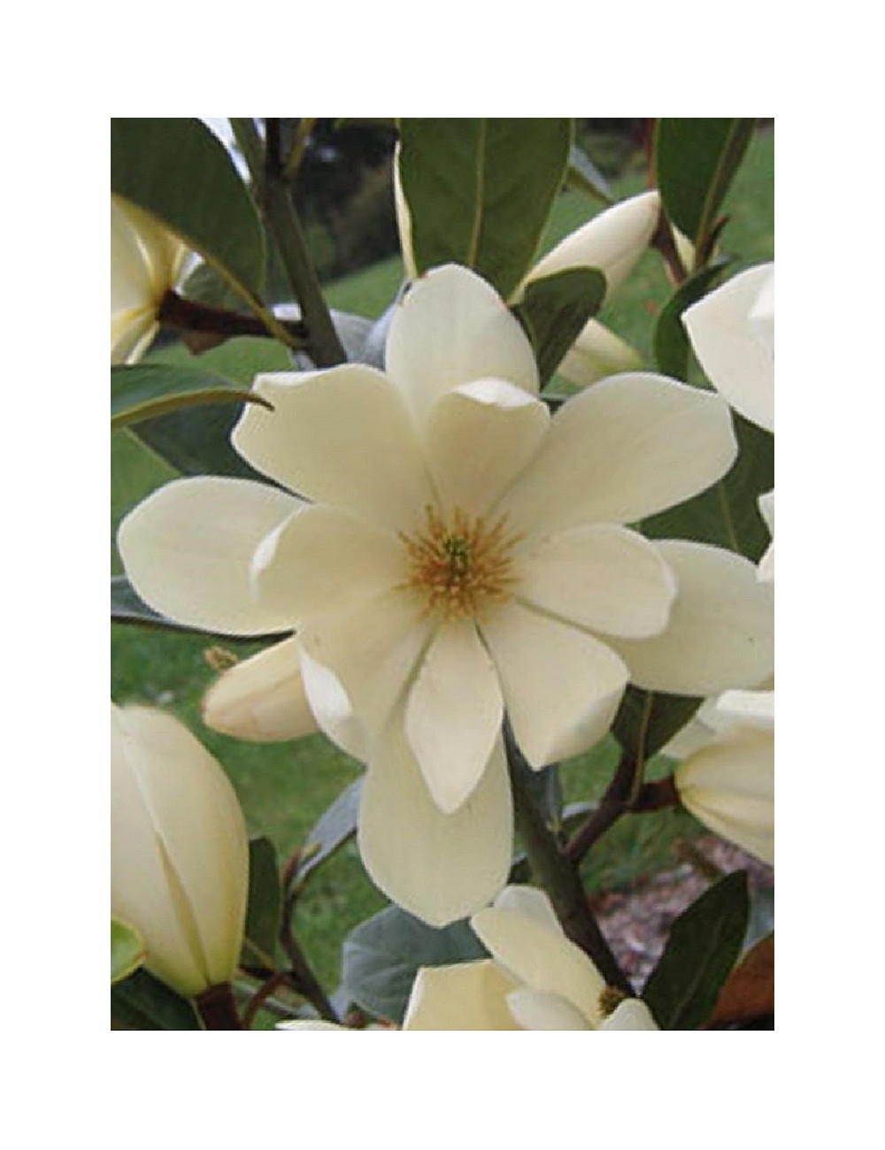 MICHELIA MAGNOLIA FAIRY CREAM ® (Michelia, magnolia)