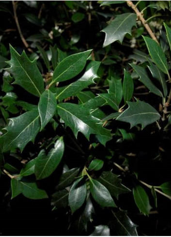OSMANTHUS heterophyllus (Osmanthe à feuilles de houx)