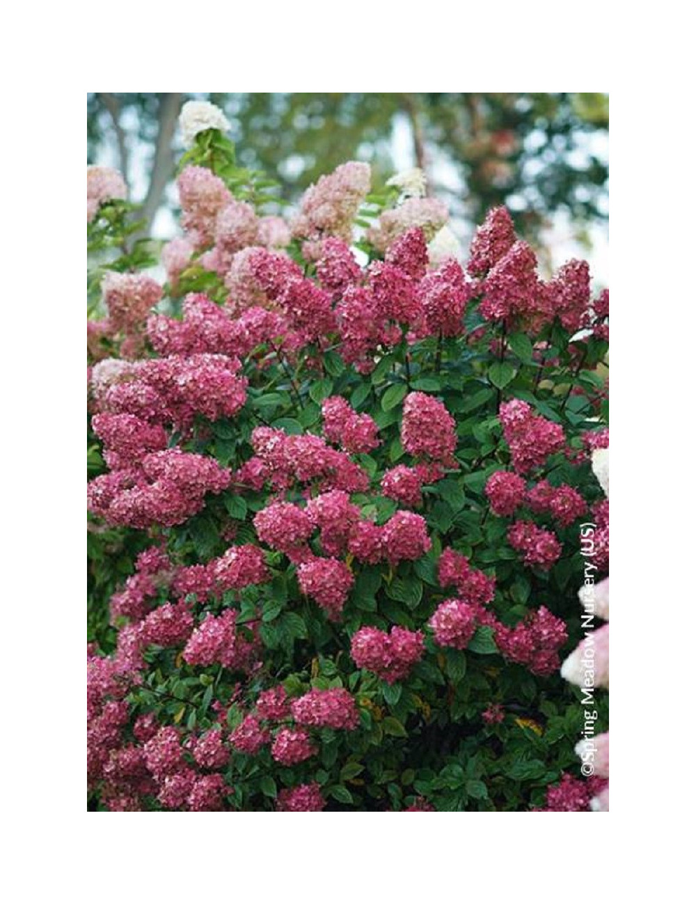 HYDRANGEA paniculata PW ® FIRE LIGHT ® (Hortensia paniculé)