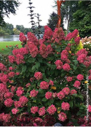 HYDRANGEA paniculata PW ® FIRE LIGHT ® (Hortensia paniculé)2