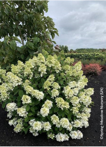 HYDRANGEA paniculata PW ® FIRE LIGHT ® (Hortensia paniculé)3