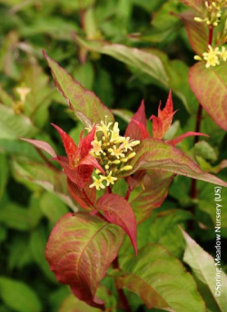 DIERVILLA splendens KODIAK ORANGE