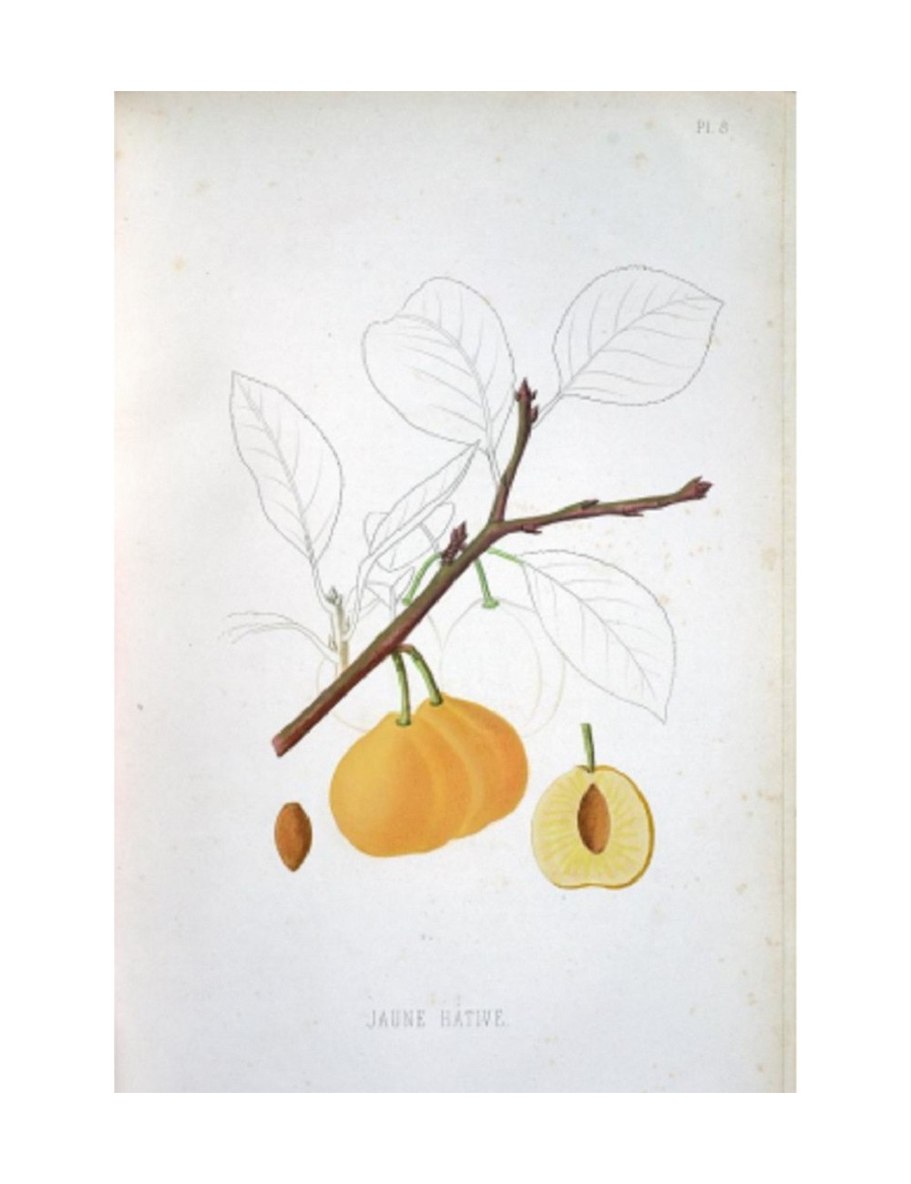 PRUNIER ABRICOT (Prunus domestica)