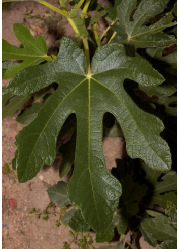 FIGUIER OSBORN PROLIFIC (Ficus carica)