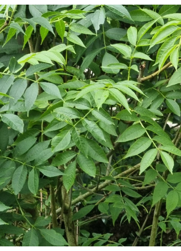 FRAXINUS excelsior (Frêne commun, Grand frêne)