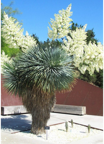 YUCCA Rostrata (Yucca rostré, yucca bleu)