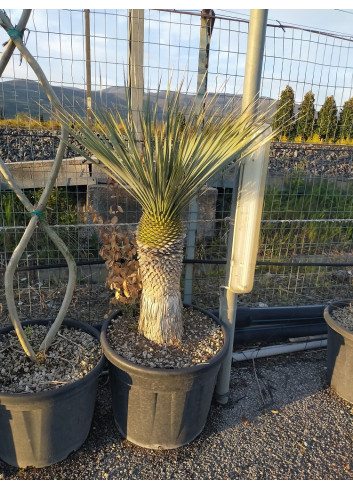 YUCCA Rostrata (Yucca rostré, yucca bleu) En pot hauteur du tronc 040-060 cm