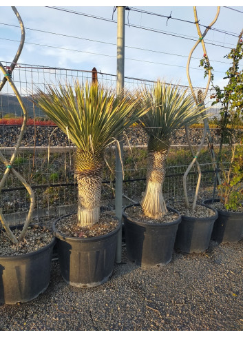 YUCCA Rostrata (Yucca rostré, yucca bleu) En pot hauteur du tronc 060-080 cm