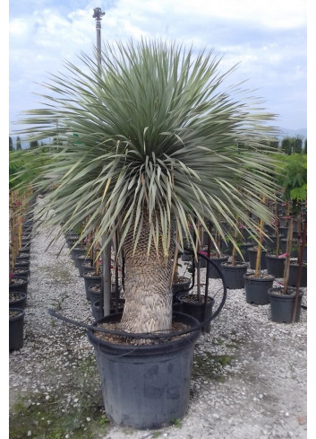 YUCCA Rostrata (Yucca rostré, yucca bleu) En pot hauteur du tronc 080-100 cm