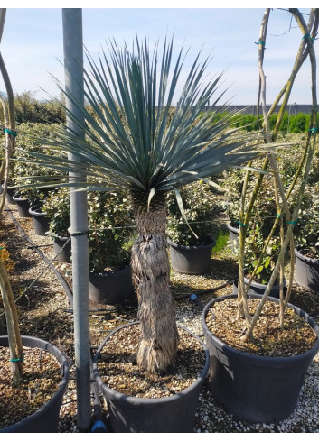 YUCCA Rostrata (Yucca rostré, yucca bleu) En pot hauteur du tronc 100-120 cm